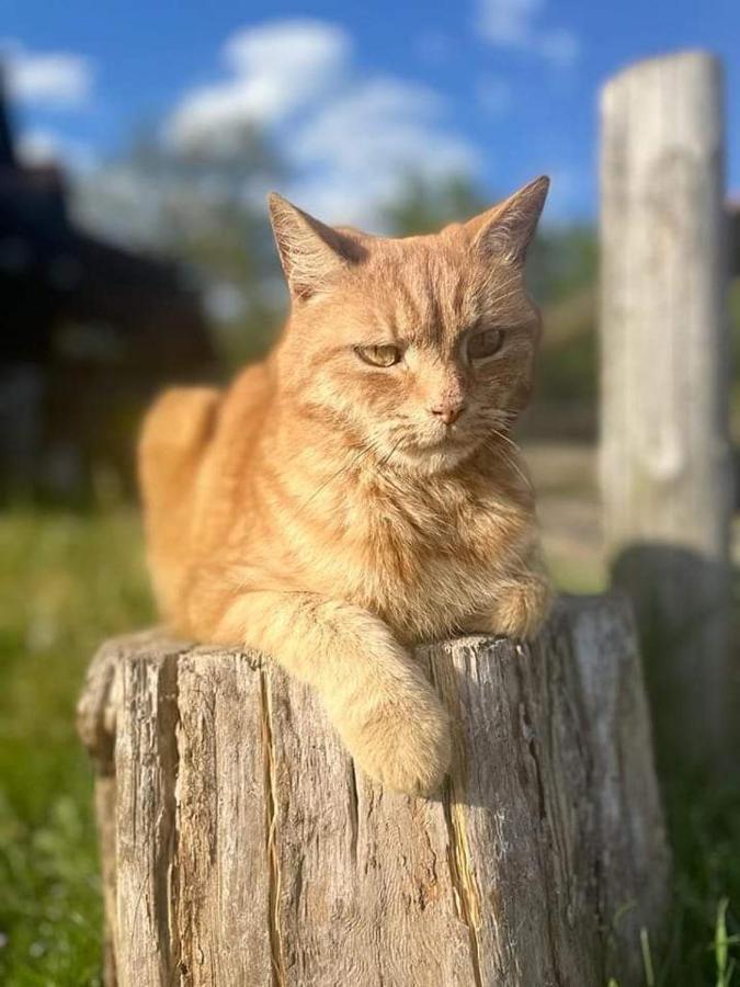 Отель Stajnia Karczow Экстерьер фото